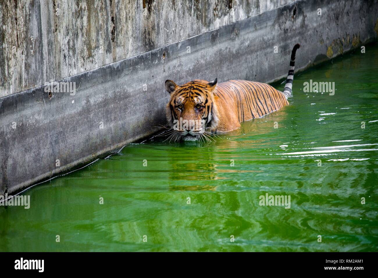 The Royal Bengal Tiger is the native animal of Bangladesh and it lives