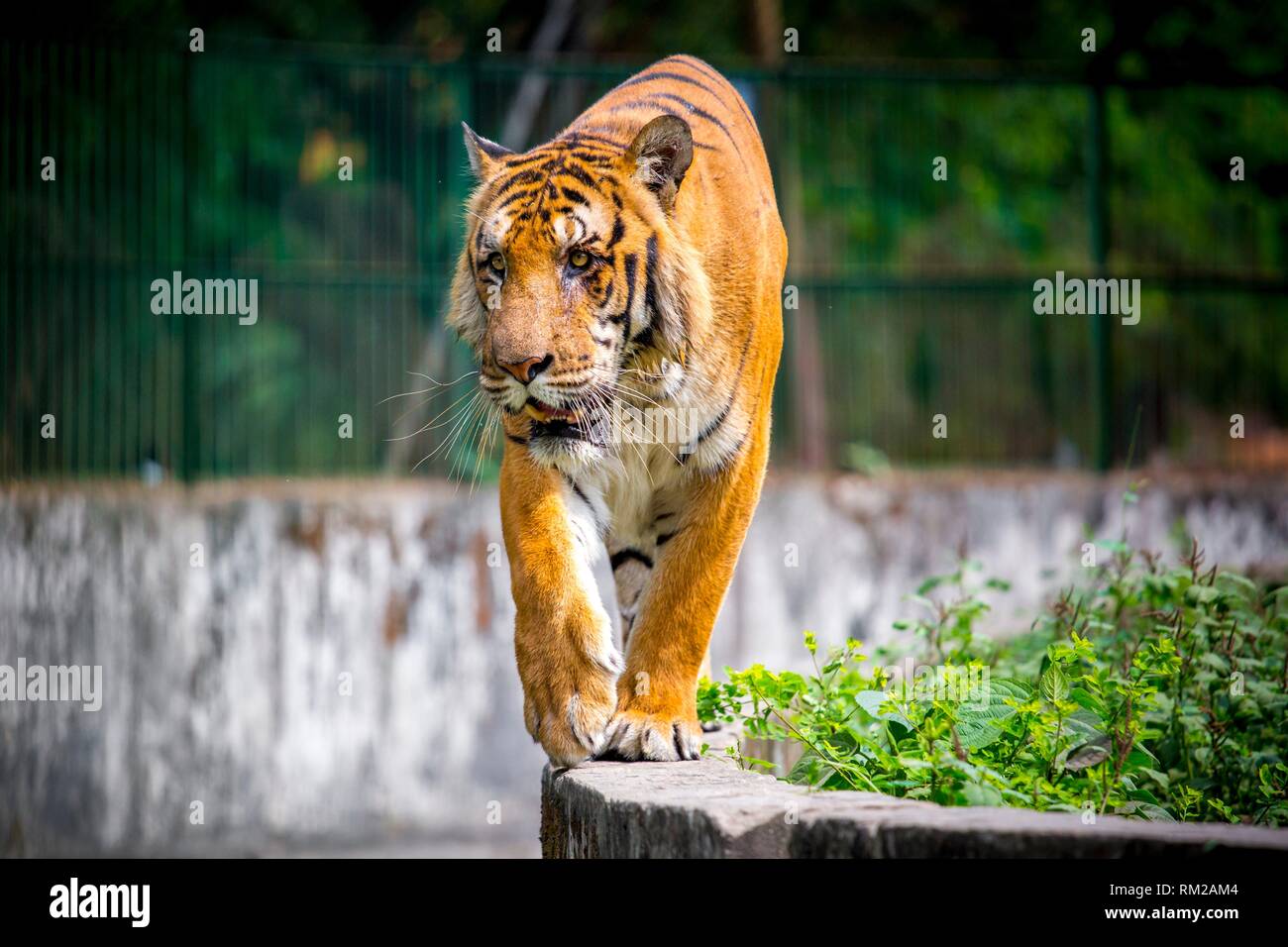 The Royal Bengal Tiger is the native animal of Bangladesh and it lives in  Sundarbans, are in the east of Bangladesh. Dhaka Zoo is a Zoo located in  Stock Photo - Alamy