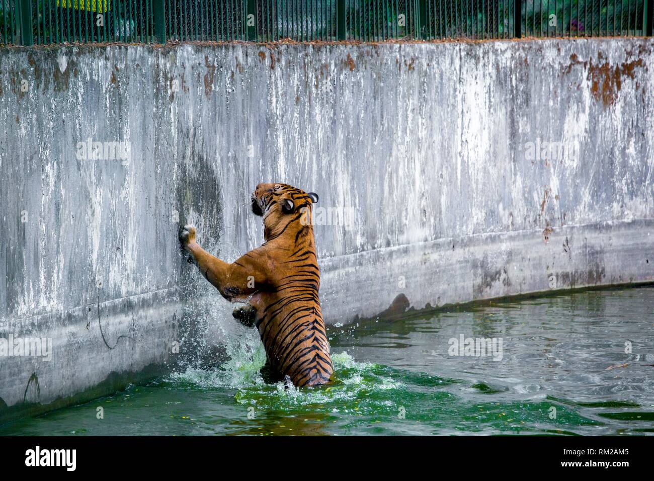 The Royal Bengal Tiger is the native animal of Bangladesh and it lives