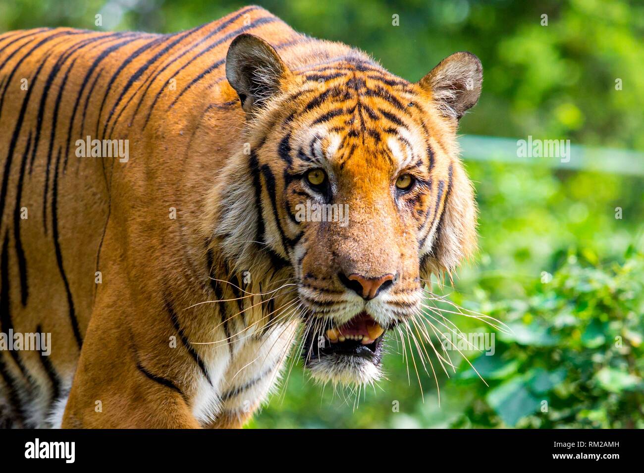 The Royal Bengal Tiger is the native animal of Bangladesh and it lives ...