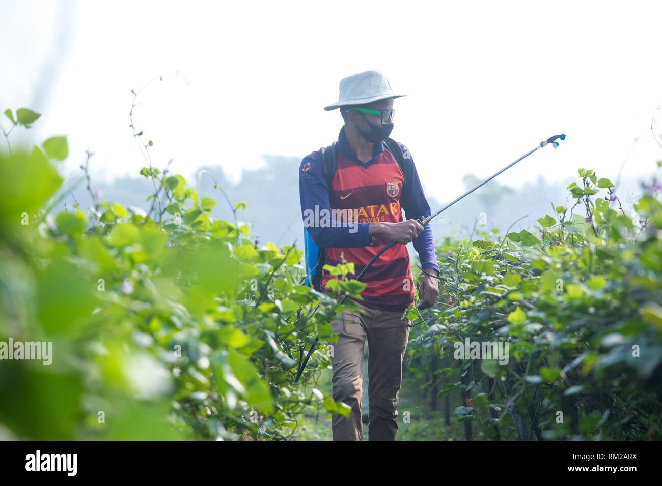 Farmer Spraying Pesticide at khulna, Bangladesh. Stock Photo