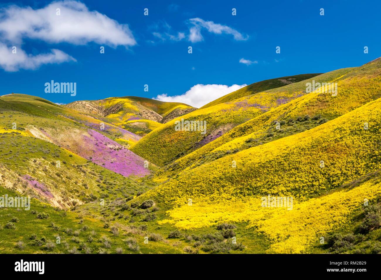 Wildflowers on the Temblor Range above Carrizo Plain National Monument. Stock Photo