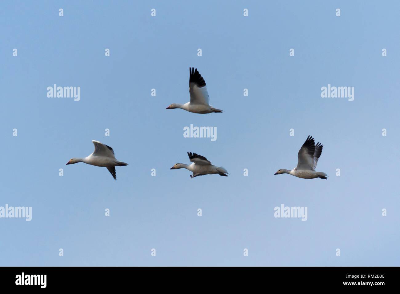 Ross' Geese in formation Colusa Wildlife Refuge, California, USA. Stock Photo