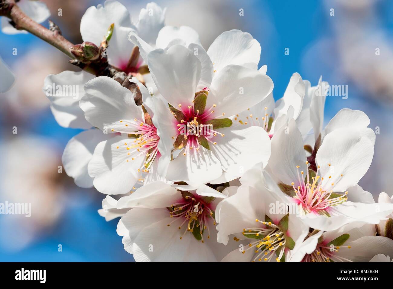 Fruit Tree Blossoms San Joaquin Valley, California, USA. Stock Photo