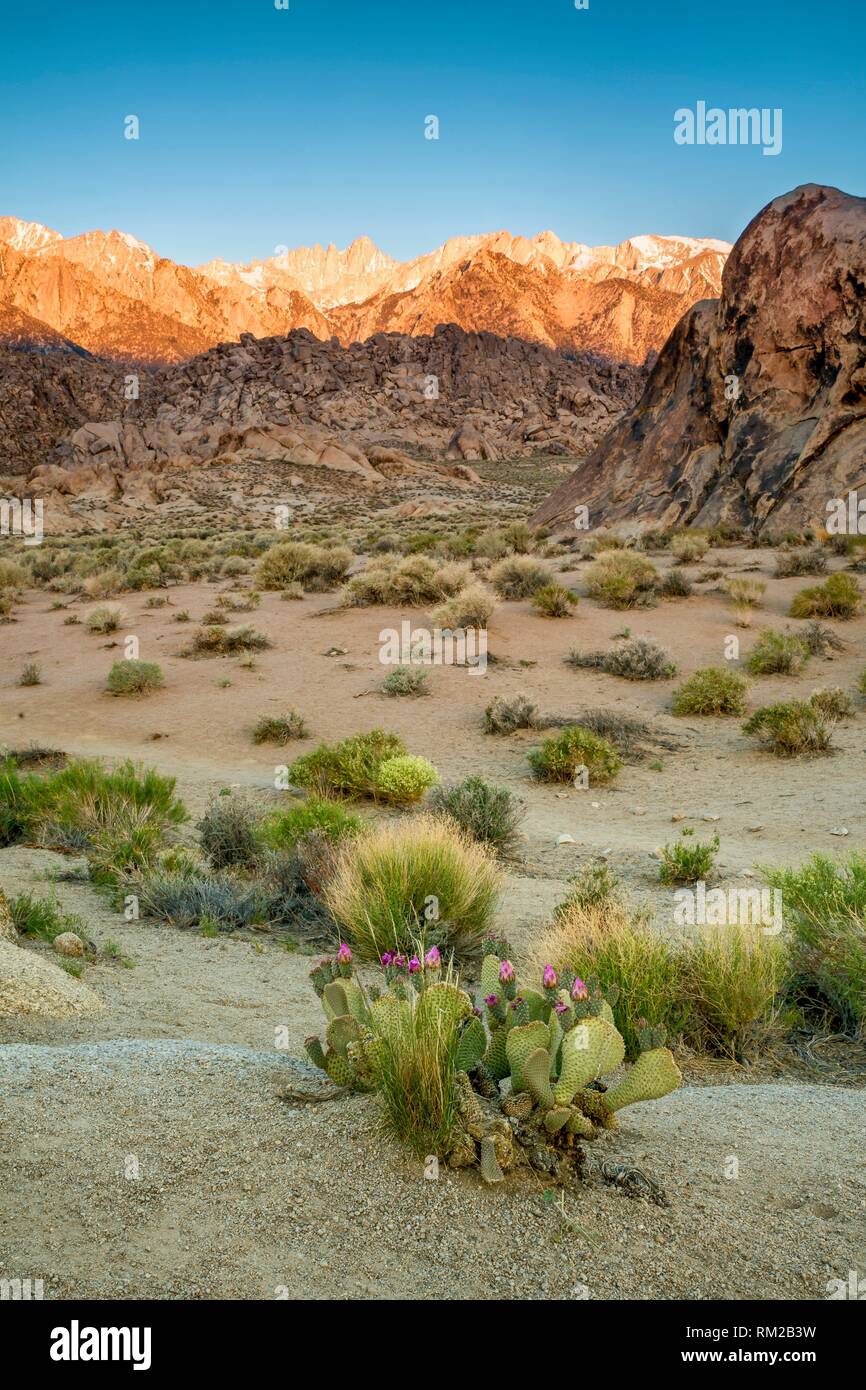 Cactus Blossoms in foreground of Mount Whitney , USA. Stock Photo