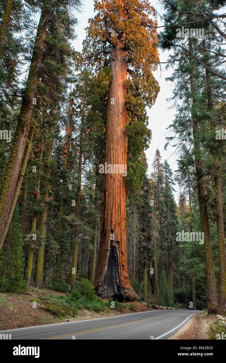Giant sequoia tree hi-res stock photography and images - Alamy