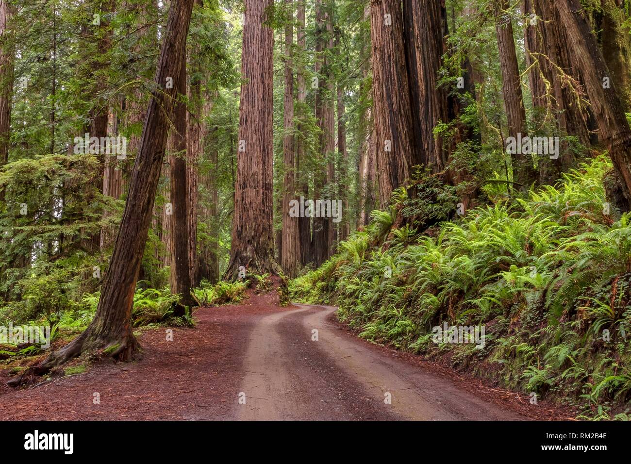 Forest Glow between rain on Cal Barrel Road in Prarie Creek Redwoods State Park, California USA. Stock Photo