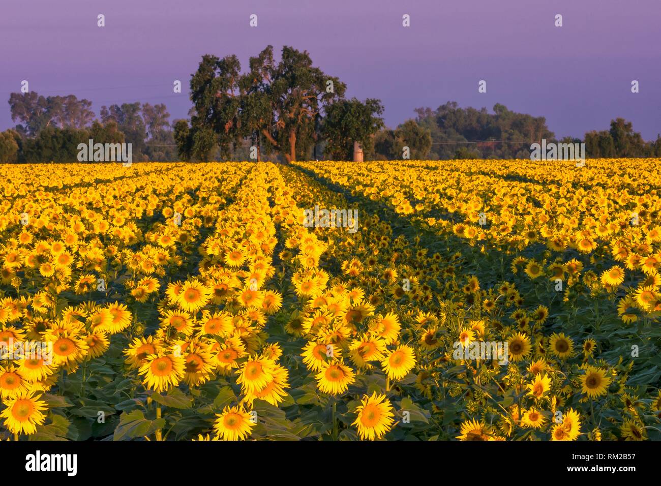 Sunflowers, like soldiers lined up for roll call, face towards the sunrise in the farmland of Yolo County, CA, USA. Stock Photo