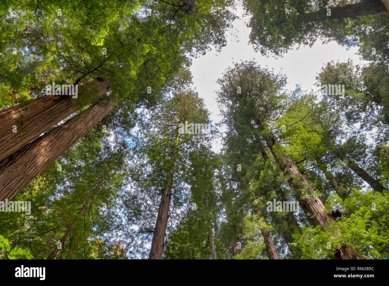 The world's tallest trees, Sequoia sempervirens, tower create a canopy