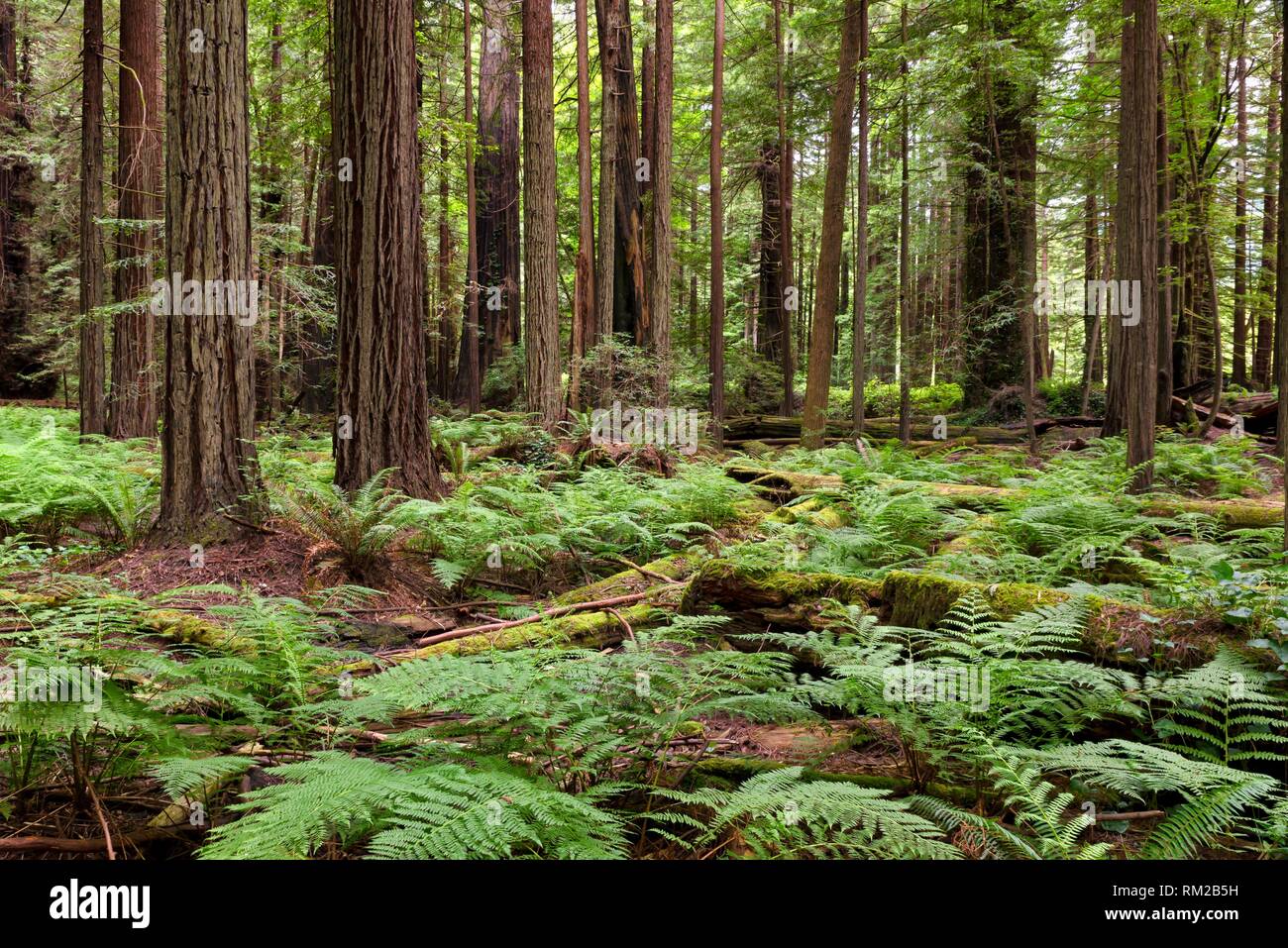 Green ferns grow where ancient redwoods, Sequoia sermpervirens, decompose in a forest of the Avenue of the Giants, Northern California, USA. Stock Photo
