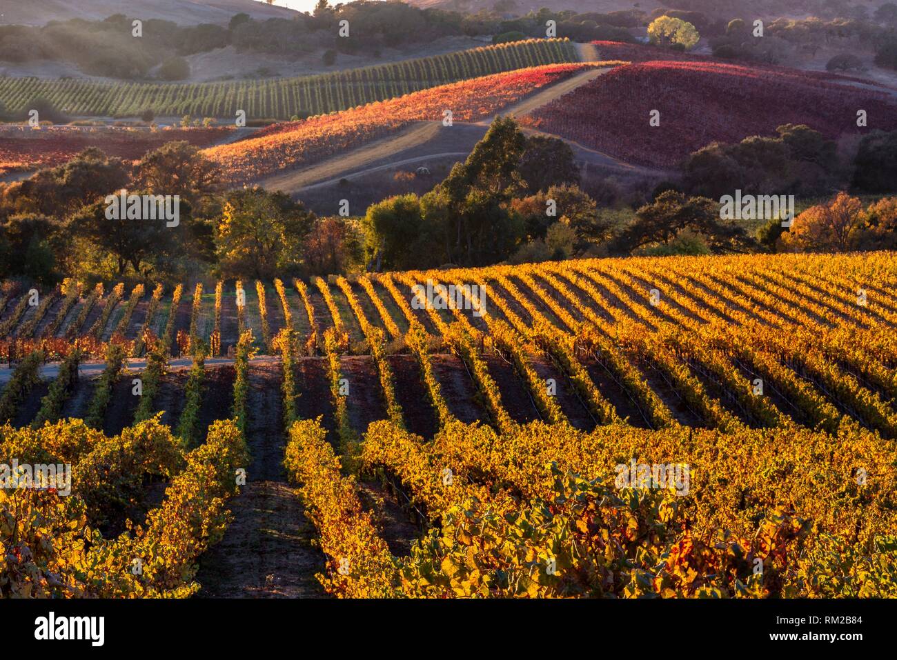 Late Fall Afternoon near Domaine Carneros in Napa Valley, CA w/o windmill. Stock Photo