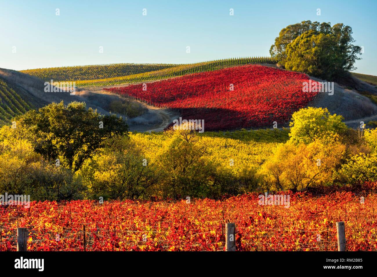 Fall's Vineyard Vibrance in Napa Valley, California, USA. Stock Photo