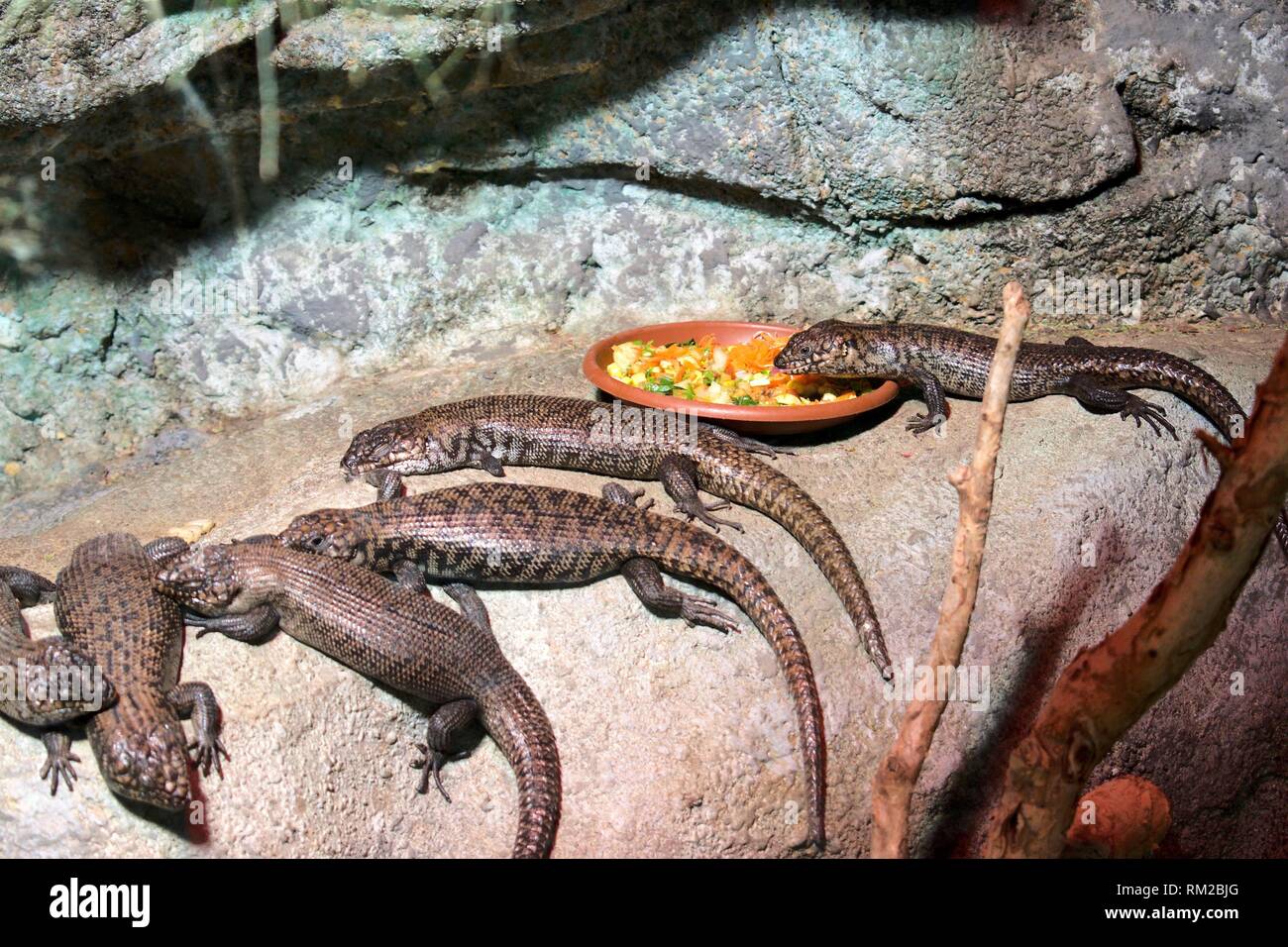 lizard eating in terrarium, zoo sydney Stock Photo Alamy