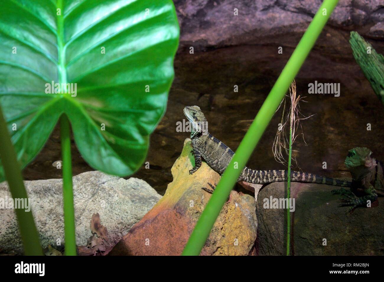 iguana in terrarium, zoo sydney. Stock Photo