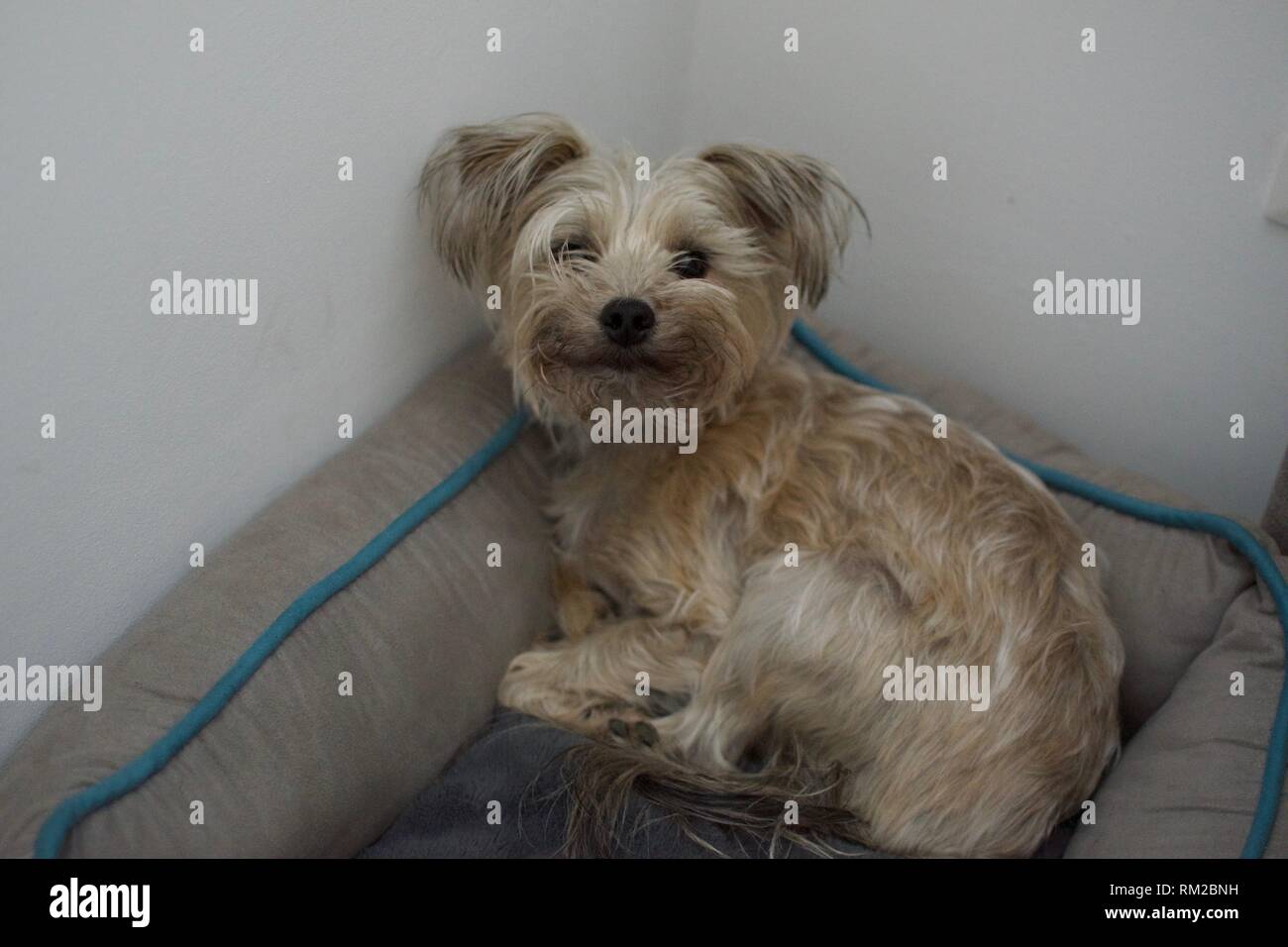 Yorkshire terrier in bed Stock Photo Alamy