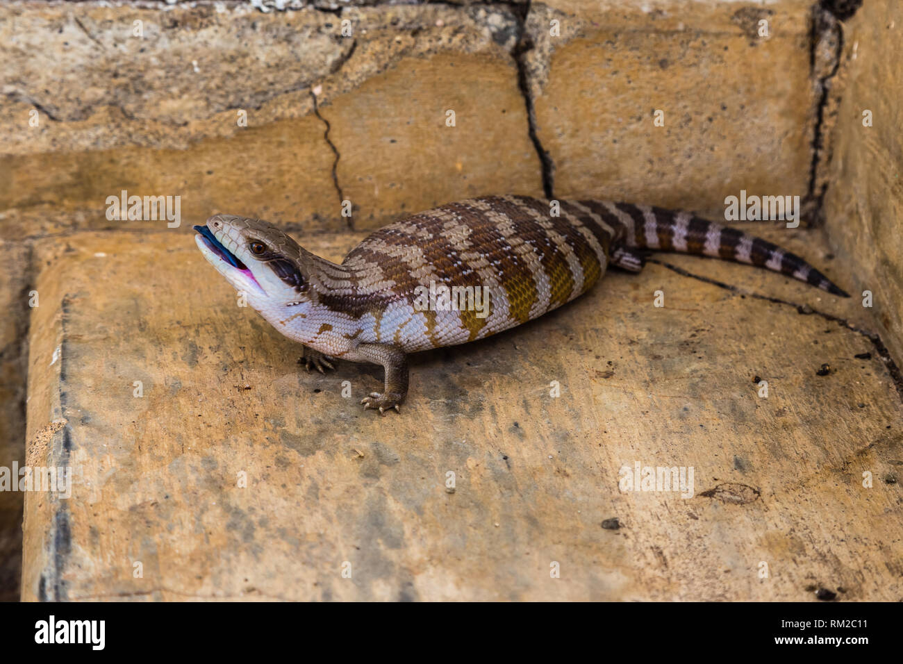 Blue-Tongued Skink (family Scincidae) on a concrete step in the Upper Hunter, NSW, Australia. Stock Photo