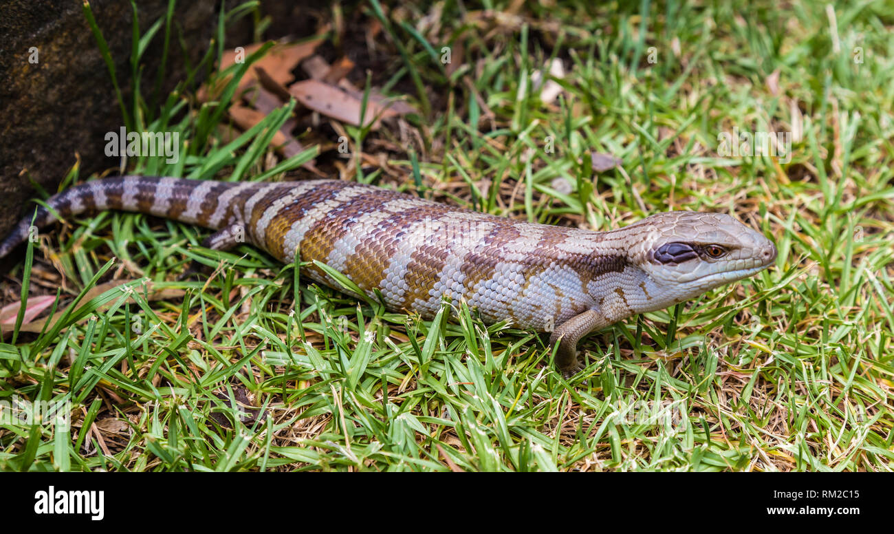 Blue-tongued Skink (Scincoides) in a garden, Upper Hunter Valley, NSW, Australia. Stock Photo