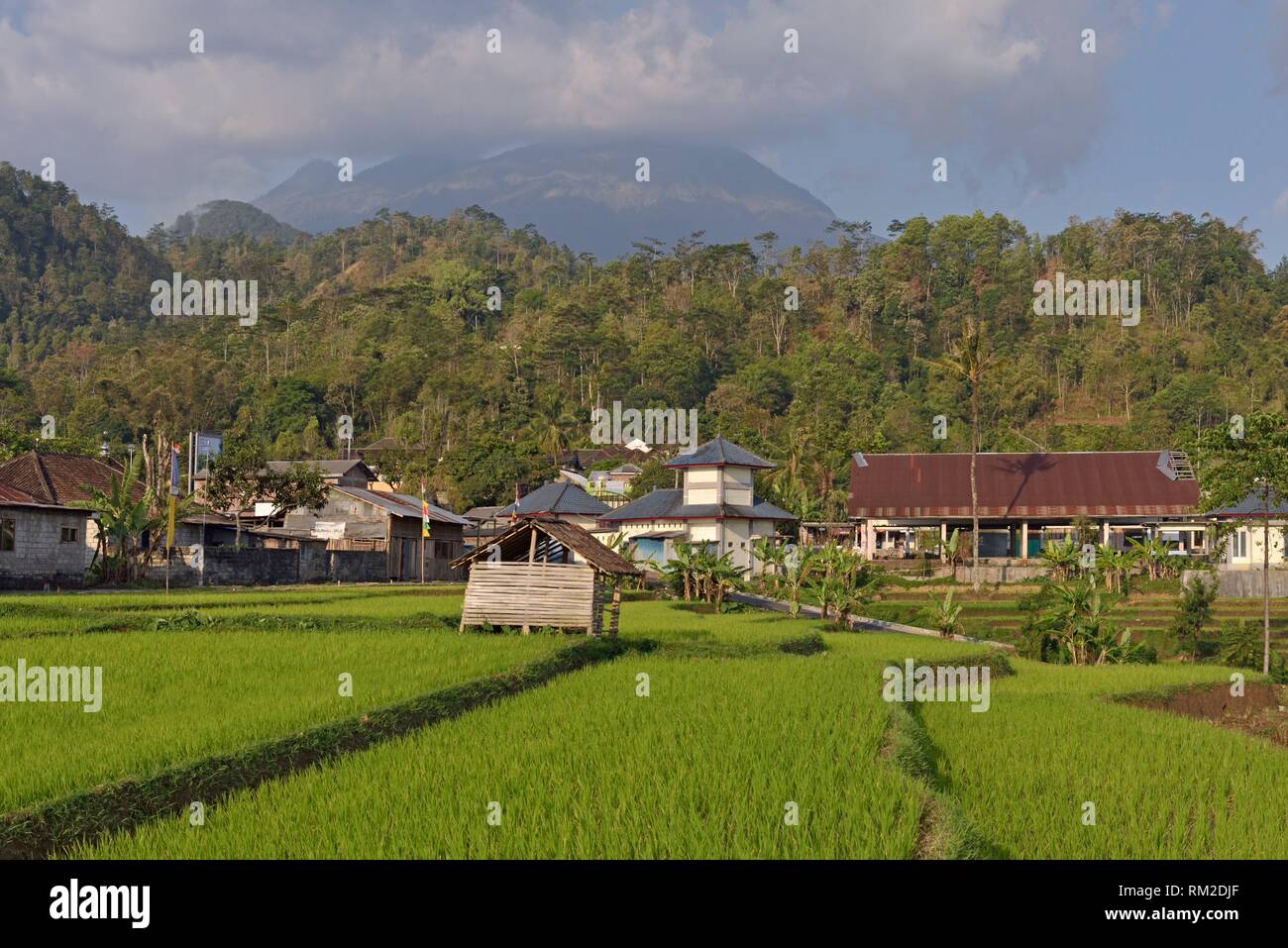Rice Paddy Fields In Village High Resolution Stock Photography And Images Alamy