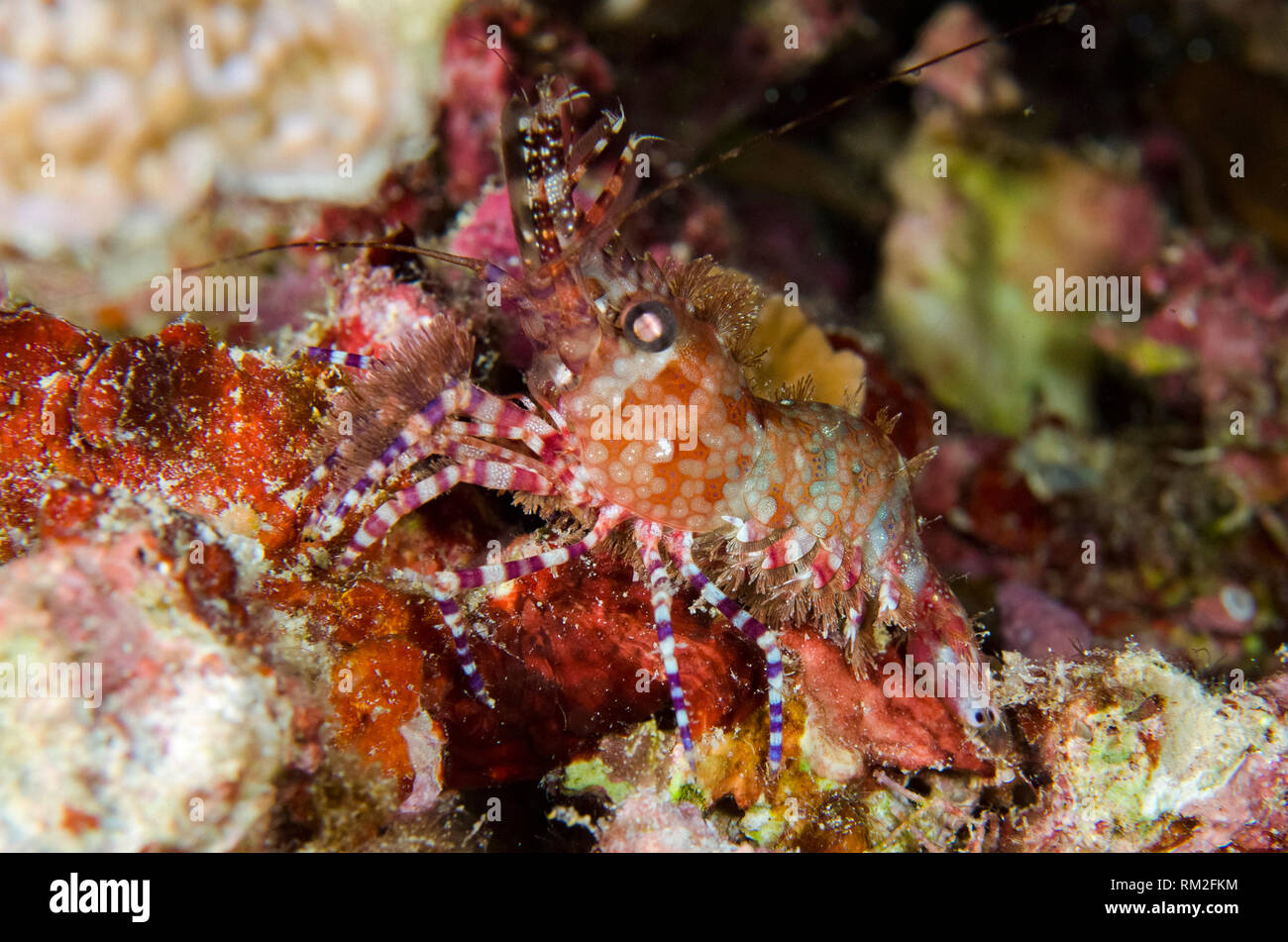 Saron Shrimp, Saron marmoratus, night dive, Adodo dive site, Maru Island, near Wayangan Island, near Tanimbar, Forgotten Islands, Banda Sea, Indonesia Stock Photo