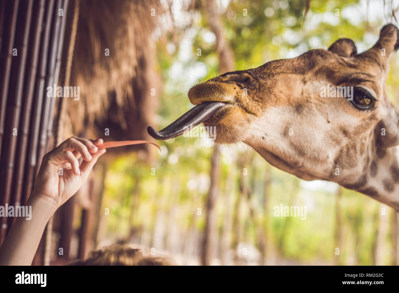 Happy young woman watching and feeding giraffe in zoo. Happy young woman having fun with animals safari park on warm summer day Stock Photo