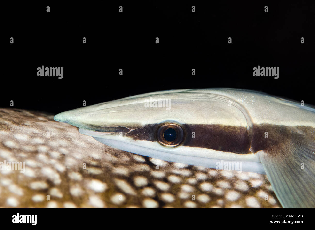 Slender Suckerfish, Echeneis naucrates, on Blue-spotted Puffer, Arothron caeruleopunctatus, Seraya House Reef dive site, Seraya, Bali, Indonesia, Indi Stock Photo
