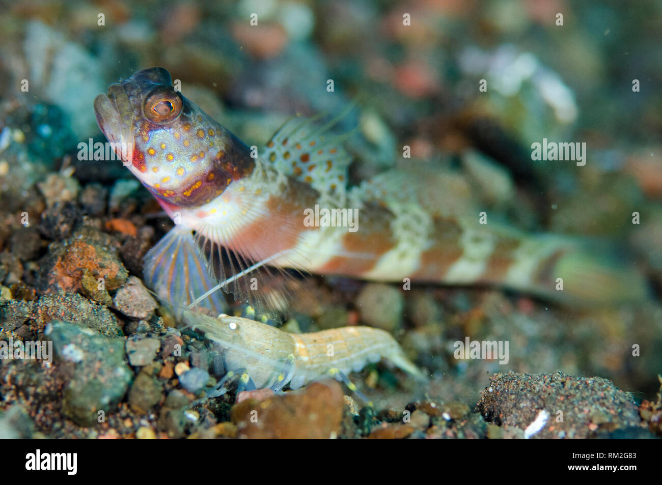 Blotchy Shrimpgoby, Amblyeleotris periophthalma, with Snapping Shrimp, Alpheus sp, cleaning shared hole on black sand, Segara dive site, Seraya, Bali, Stock Photo