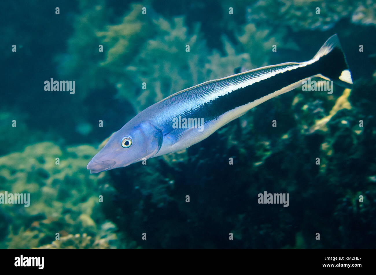 Blue Blanquillo, Malacanthus latovittatus, Citrus Ridge dive site, Yanggefo Island, Dampier Straits, Raja Ampat (4 Kings), West Papua, Indonesia, Indi Stock Photo