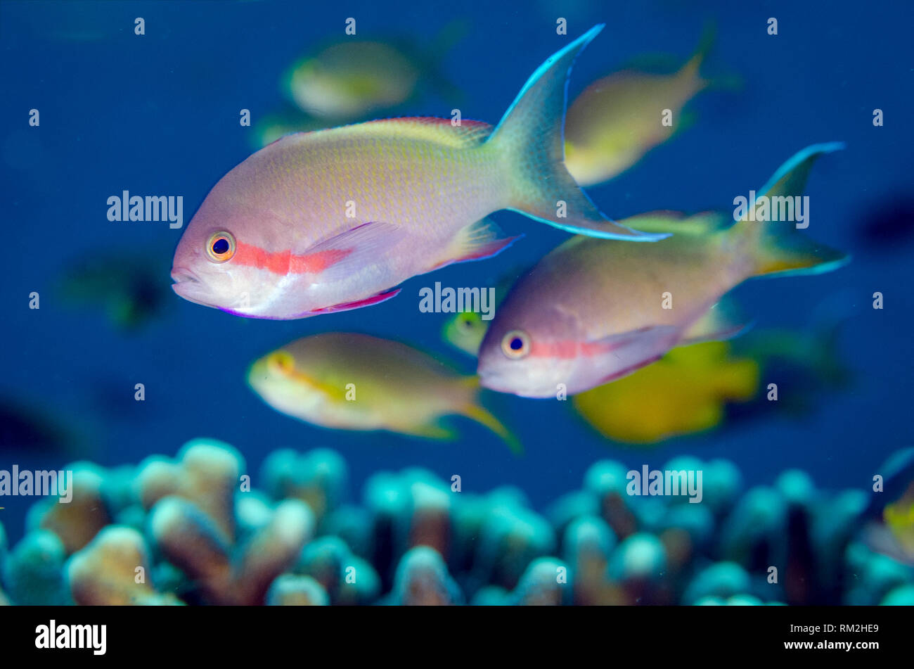 Threadfin Anthias, Pseudanthias huchti, Mangrove Ridge dive site