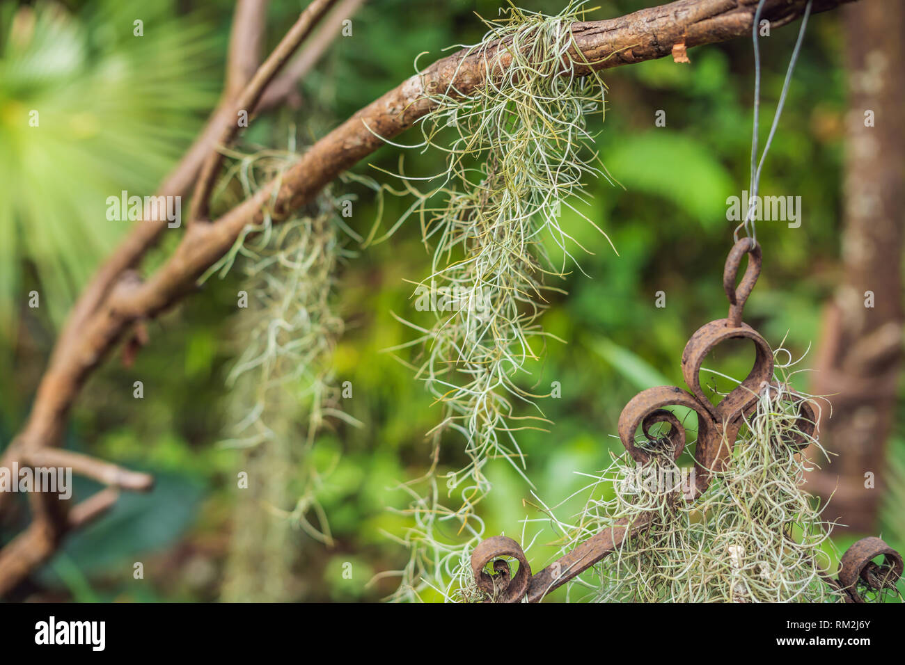 air plant, tillandsia, Spanish moss with retro style for background Stock Photo