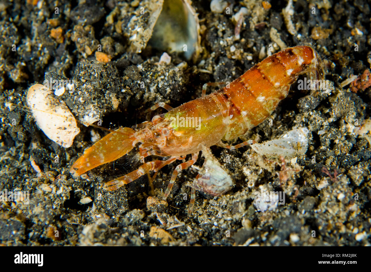 Snapping Shrimp, Alpheus sp, on black sand on night dive, TK1 dive site, Lembeh Straits, Sulawesi, Indonesia Stock Photo