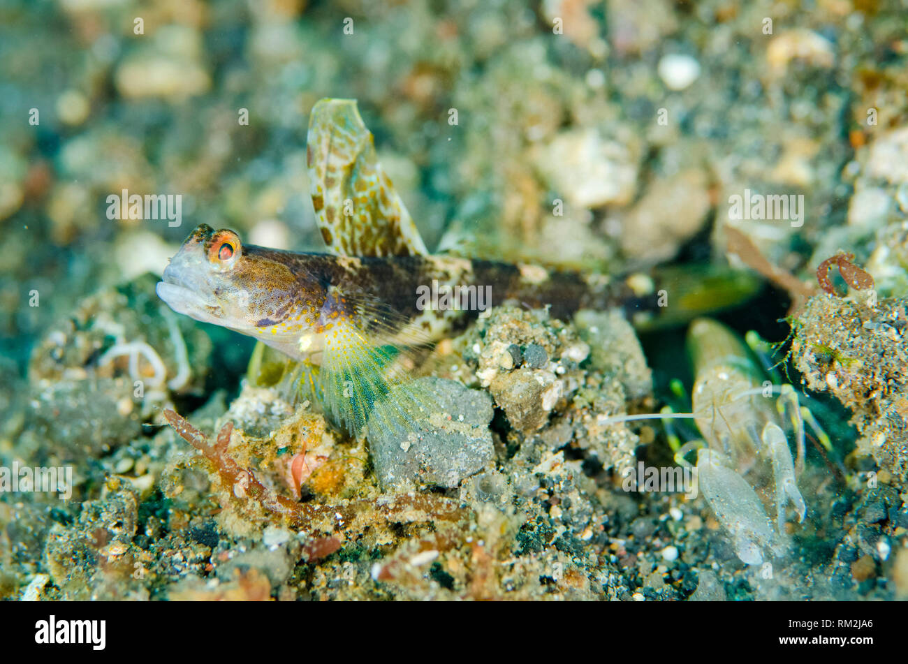 Monster Shrimpgoby, Tomiyamichthys oni, and Snapping Shrimp, Alpheus sp, at hole entrance on sand, Bronsel dive site, Lembeh Straits, Sulawesi, Indone Stock Photo