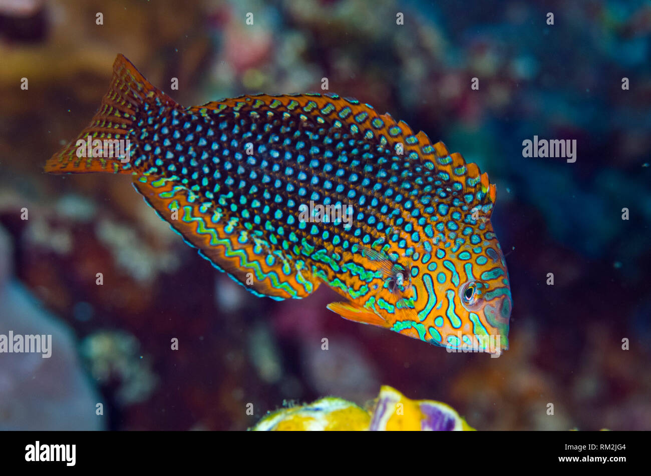 Vermiculated Wrasse, Macropharyngodon meleagris, male, California Dreaming dive site, Lembeh Straits, Sulawesi, Indonesia Stock Photo