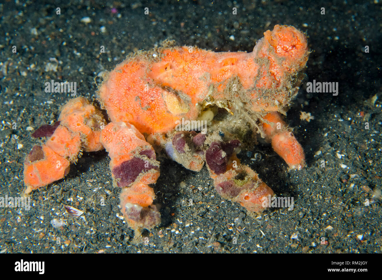 Blunt Decorator Crab, Camposcia retusa, covered in sponges for camouflage on black sand, on night dive, TK1 dive site, Lembeh Straits, Sulawesi, Indon Stock Photo