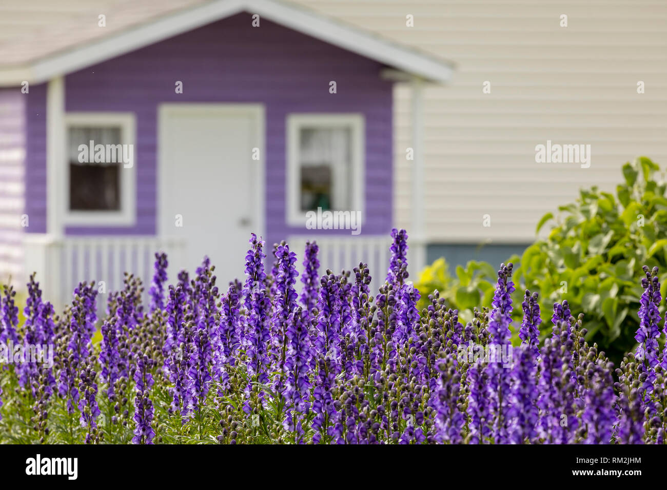 Purple Lupine with an out of focus purple shed. Stock Photo