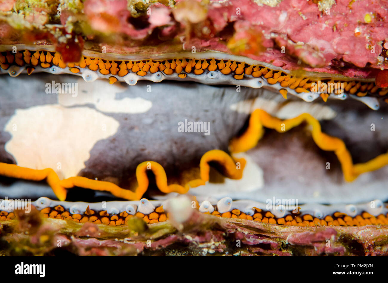Variable Thorny Oyster, Spondylus varians, Anti-chovie Sea Mount dive site, Farondi Island, Misool, Raja Ampat (4 Kings), West Papua, Indonesia, India Stock Photo
