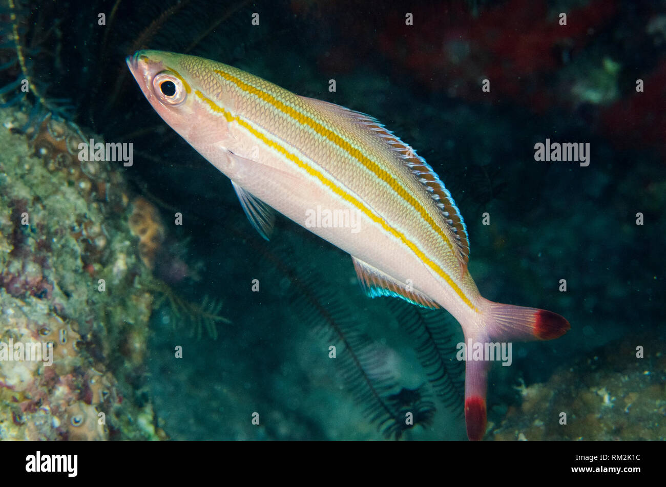 Double-lined Fusilier, Pterocaesio digramma, Night dive, Wagmab dive