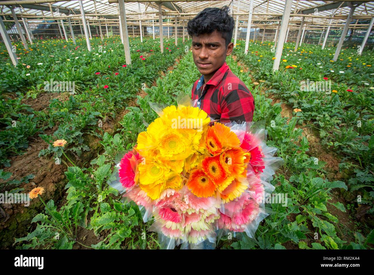 In many areas of Bangladesh, flower is being cultivated for commercial