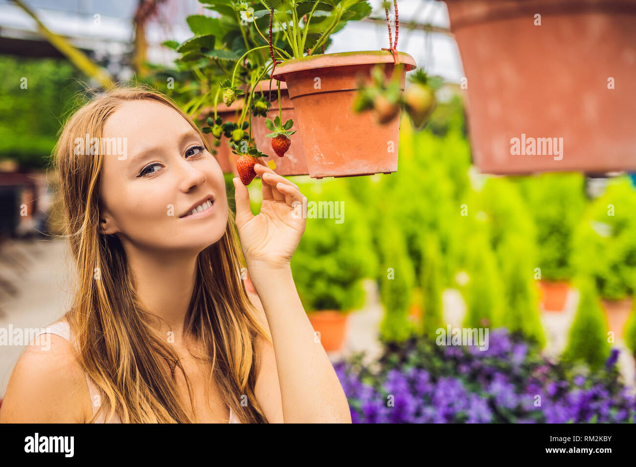Happy woman collecting fresh strawberries in the garden Stock Photo - Alamy