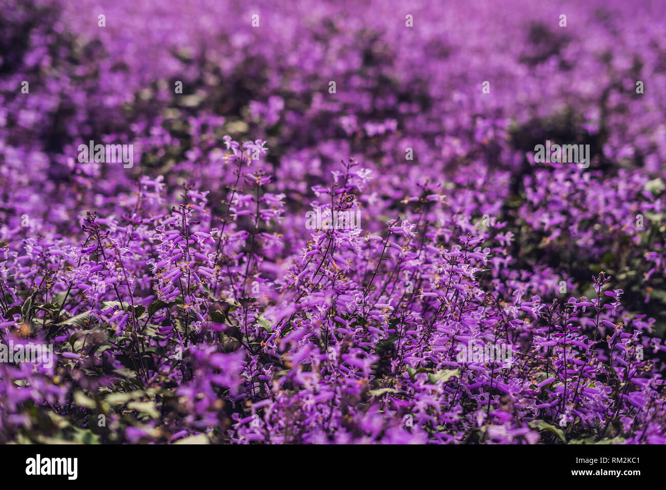 Lavender flowers at sunlight in a soft focus, pastel colors and blur ...