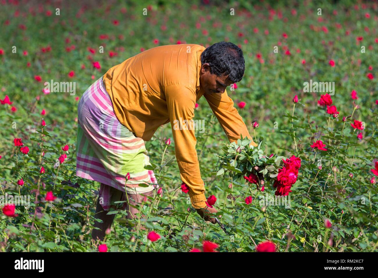 It produces most of the roses in the union, gaining the title of â