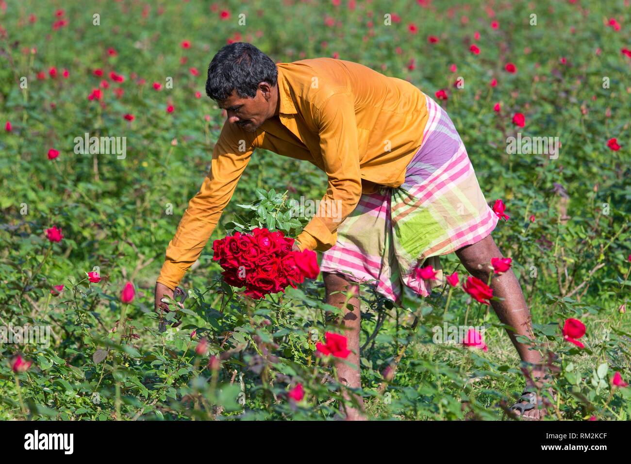 It produces most of the roses in the union, gaining the title of â