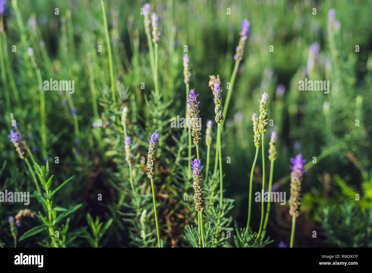 Lavender flowers at sunlight in a soft focus, pastel colors and blur ...
