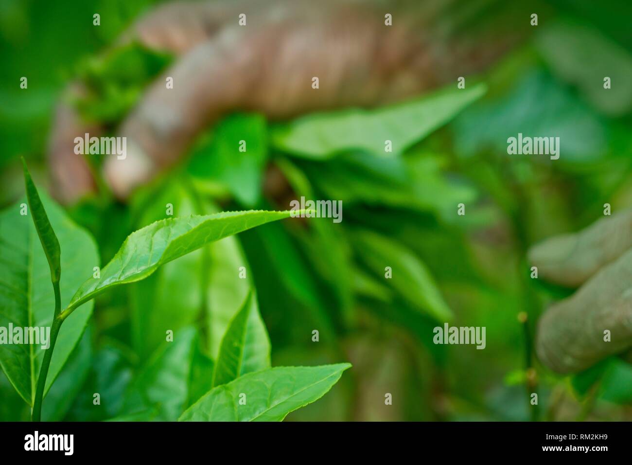 The shape of the leaf, and the color. The shape varies for different