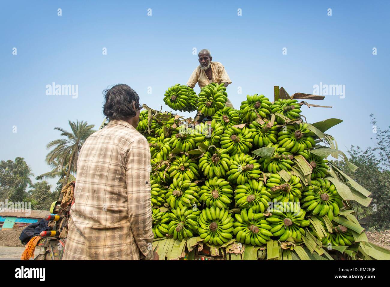 Bangladeshi labors are stacking and loading to pickup van on green bananas for sending them to wholesale vegetable markets, at modhupur bazaar, Stock Photo