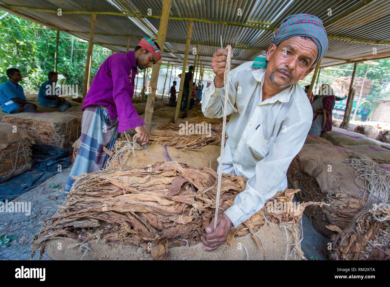 Tobacco field in outside of Dhaka, Vatara, manikganj, Bangladesh Stock