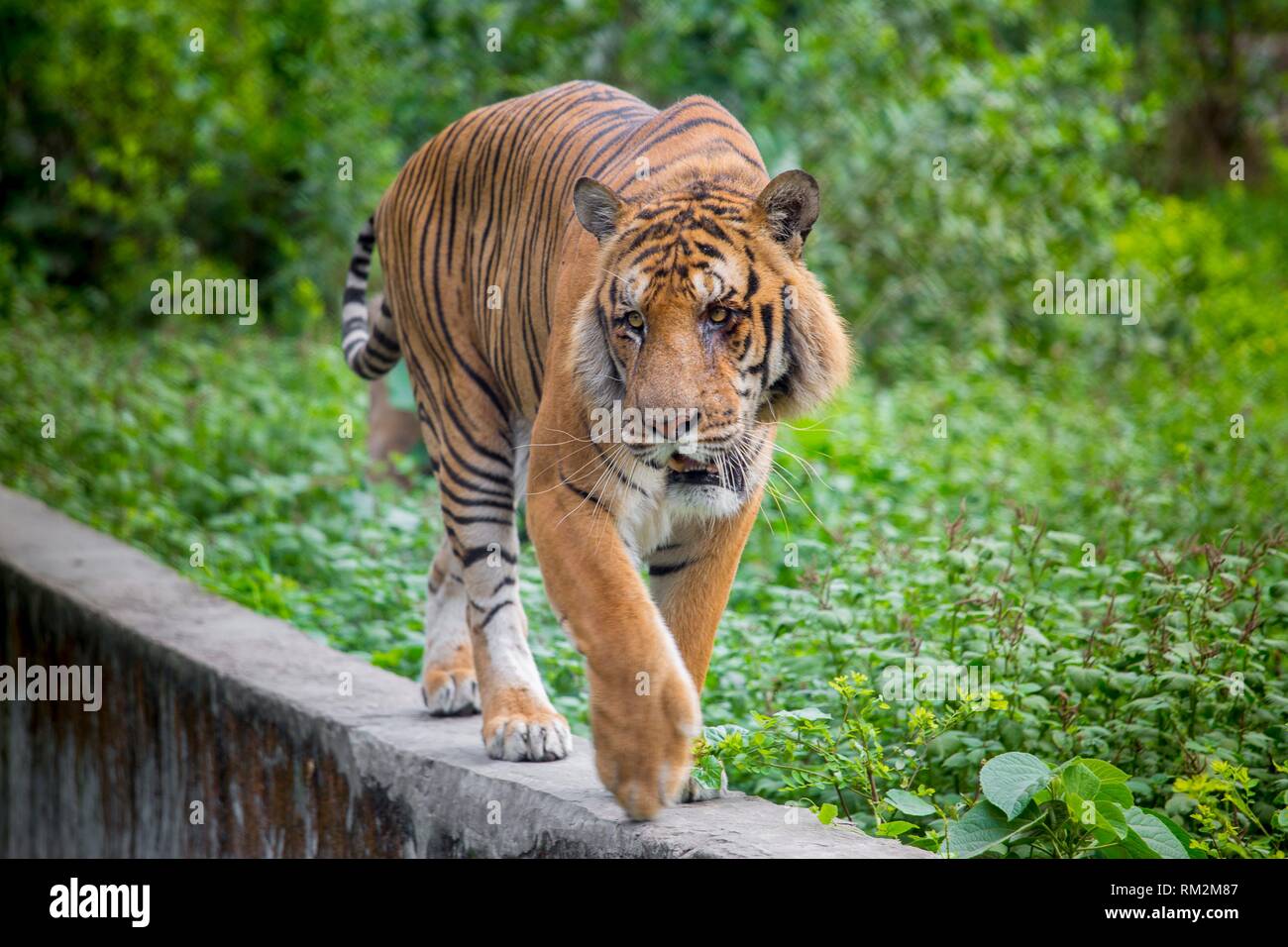 A Royal Bengal Tiger at Dhaka, Bangladesh Stock Photo