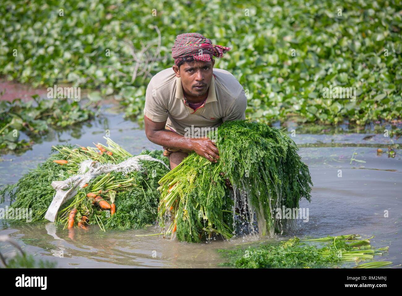 Carrot is an important vegetable of Bangladesh usually grown in the