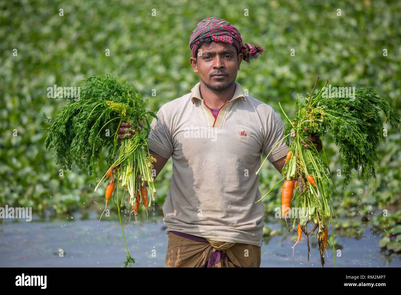 Carrot is an important vegetable of Bangladesh usually grown in the