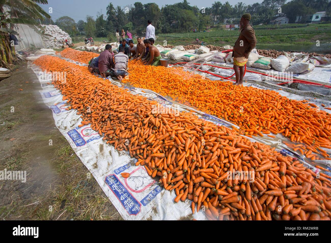 Carrot is an important vegetable of Bangladesh usually grown in the