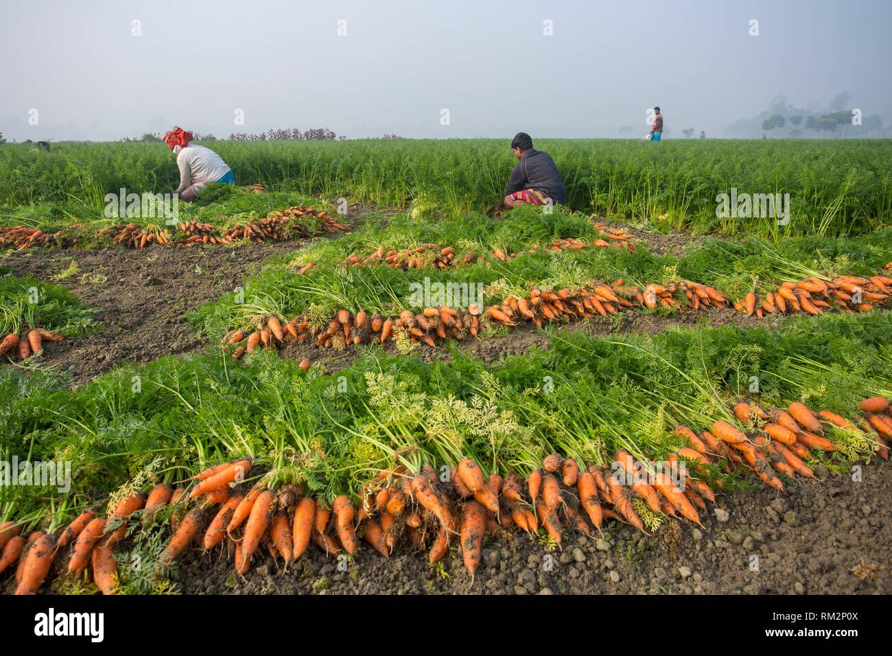 Bangladesh food hires stock photography and images Alamy